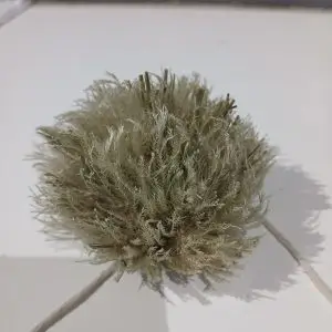 Usonyani